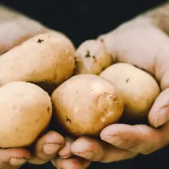 Garść świeżo wykopanych ziemniaków, gotowane ziemniaki kcal to zdrowa opcja.