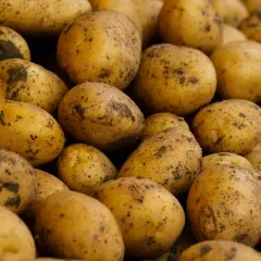 Ziemniaki prosto z ziemi, gotowe do przyrządzenia. Zastanawiasz się, ile kalorii ma ziemniak?