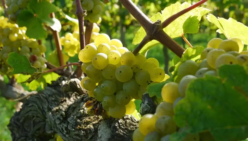 Riesling – król białych win o niepowtarzalnym charakterze