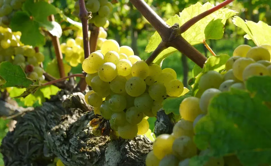 Riesling – król białych win o niepowtarzalnym charakterze